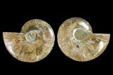 Agatized Ammonite Fossil - Madagascar #145952-1